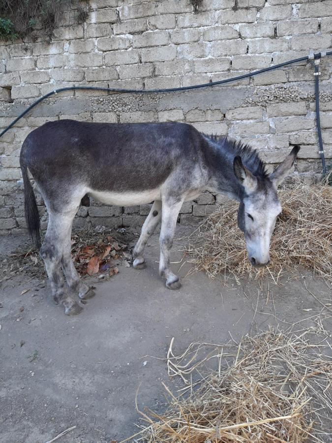 Poggio Della Roverella Country House Morlupo Εξωτερικό φωτογραφία