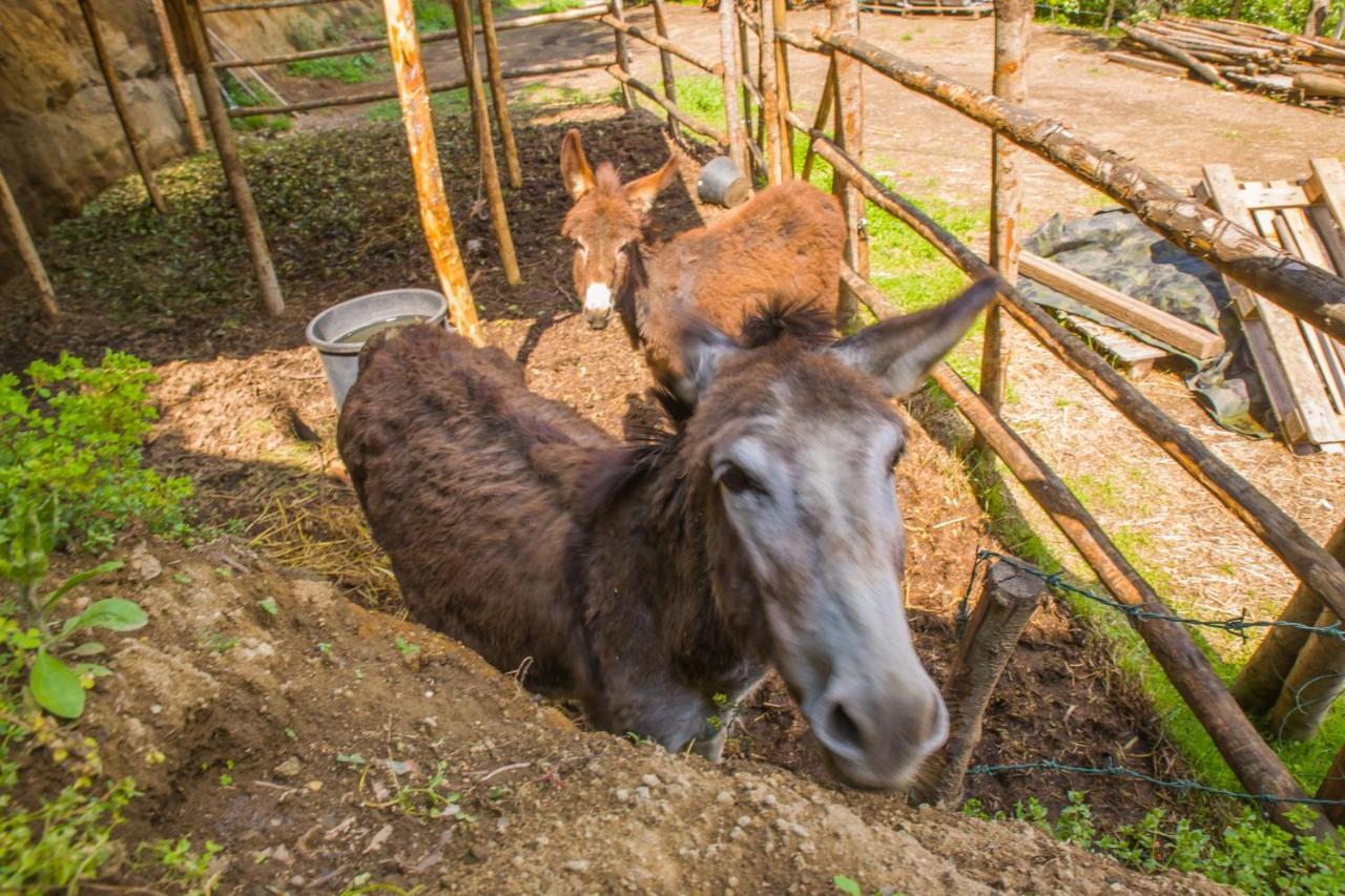 Poggio Della Roverella Country House Morlupo Εξωτερικό φωτογραφία